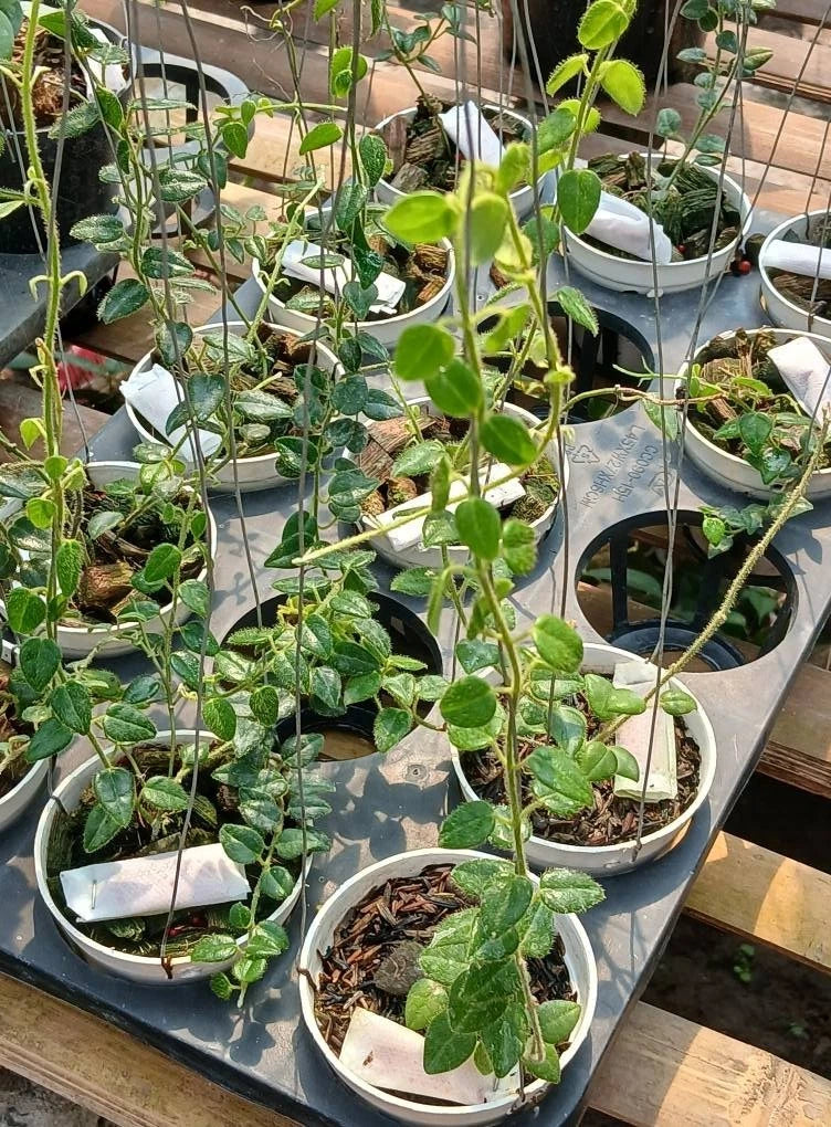 Hoya Sp. Mamasa Sulawesi Seeds (Rare Indonesian Tropical Wax Plant Seeds) – Premium Exotic Botanical Specimen Plant Seeds for Planting