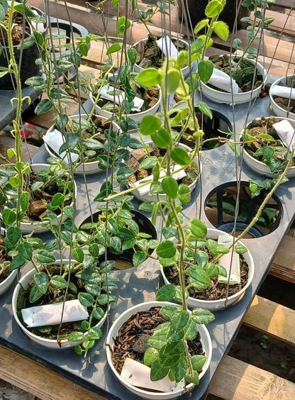 Hoya Sp. Mamasa Sulawesi Seeds (Rare Indonesian Tropical Wax Plant Seeds) – Premium Exotic Botanical Specimen Plant Seeds for Planting