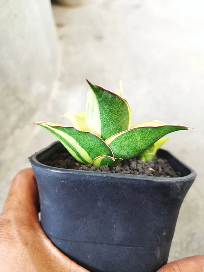 Sansevieria 'Maya' Variegated - Rare Parent + Child Specimen