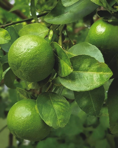 Mexican Key Lime Seeds (Citrus aurantiifolia) – 30+ Premium Fresh Citrus Seeds