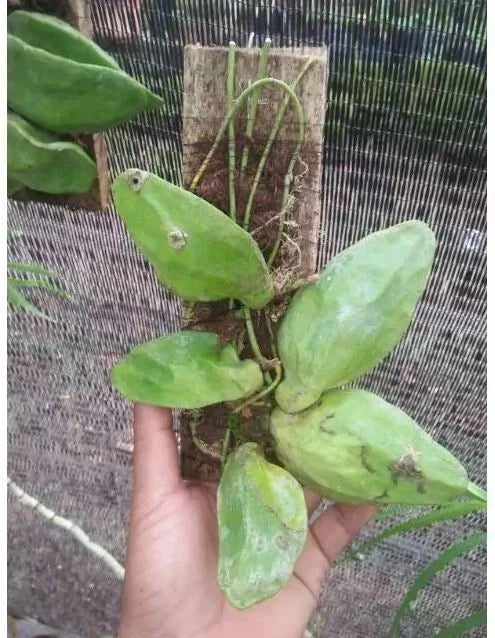 Dischidia Major | Rare Exotic Tropical Wax Plant | Epiphytic Trailing Houseplant | Collector Plant
