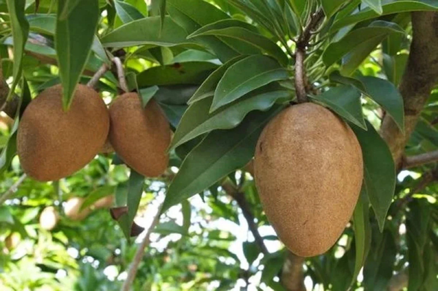 Grafted 'Vietnamese Jumbo' Sapodilla (Sawo) – Premium Tropical Fruit Tree