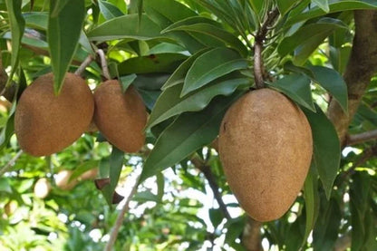 Grafted 'Vietnamese Jumbo' Sapodilla (Sawo) – Premium Tropical Fruit Tree