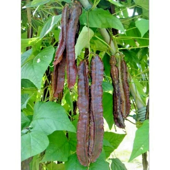 Purple Winged Bean Seeds (Psophocarpus tetragonolobus) – 350+ Bulk Premium Purple Asparagus Pea Seeds