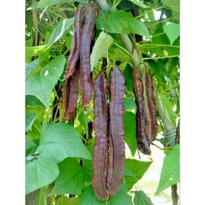 Purple Winged Bean Seeds (Psophocarpus tetragonolobus) – 350+ Bulk Premium Purple Asparagus Pea Seeds