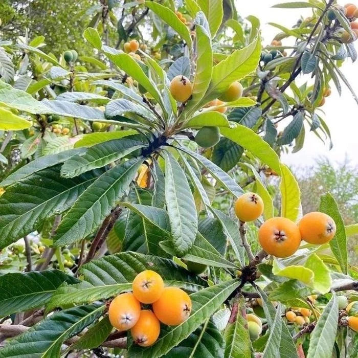 Grafted Yellow Lychee (Lengkeng Kuning) Seedling – Premium Tropical Fruit Tree