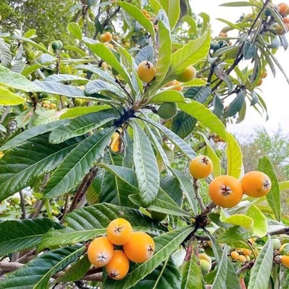 Grafted Yellow Lychee (Lengkeng Kuning) Seedling – Premium Tropical Fruit Tree