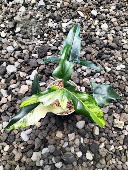 Philodendron 'African Fantasy' Variegated – Rare Tropical Variegated Arum Indoor Living Specimen