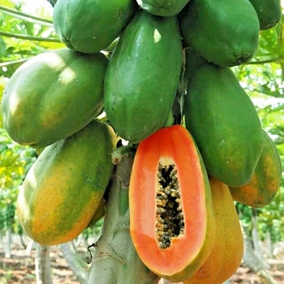 Dwarf Red Lady Papaya (Carica papaya) – 1,000+ Premium Seeds