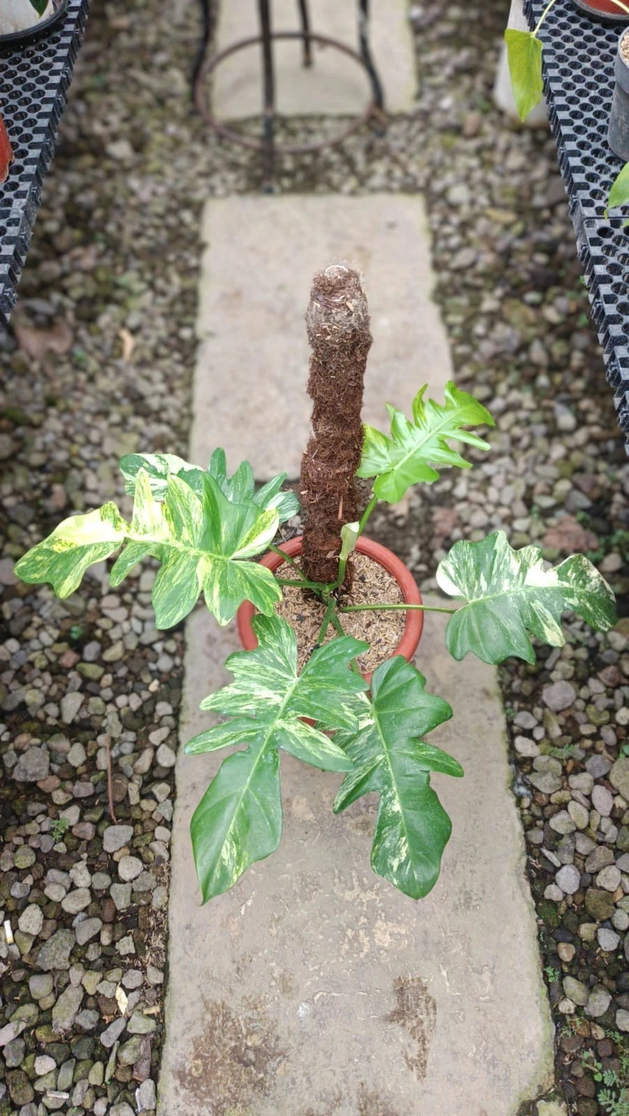 Philodendron 'Florida Beauty' (Flobe) x distantilobum (Variegated) – Rare Hybrid Specimen