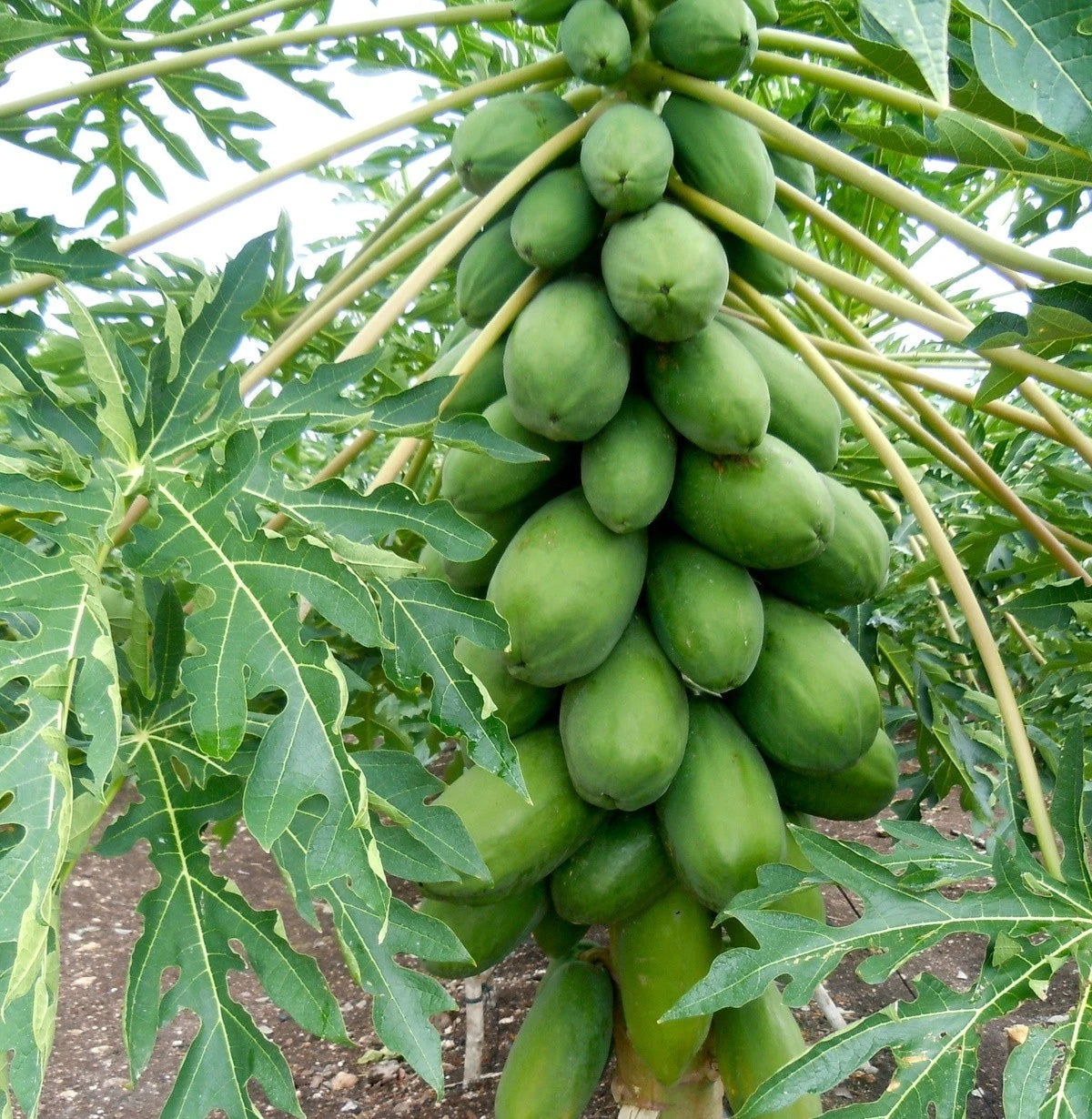 Bulk Maradol Papaya Seeds (Carica papaya 'Maradol') – 150+ Premium Fresh Rare Mexican Sweet Red-Orange Papaya Seeds for Planting