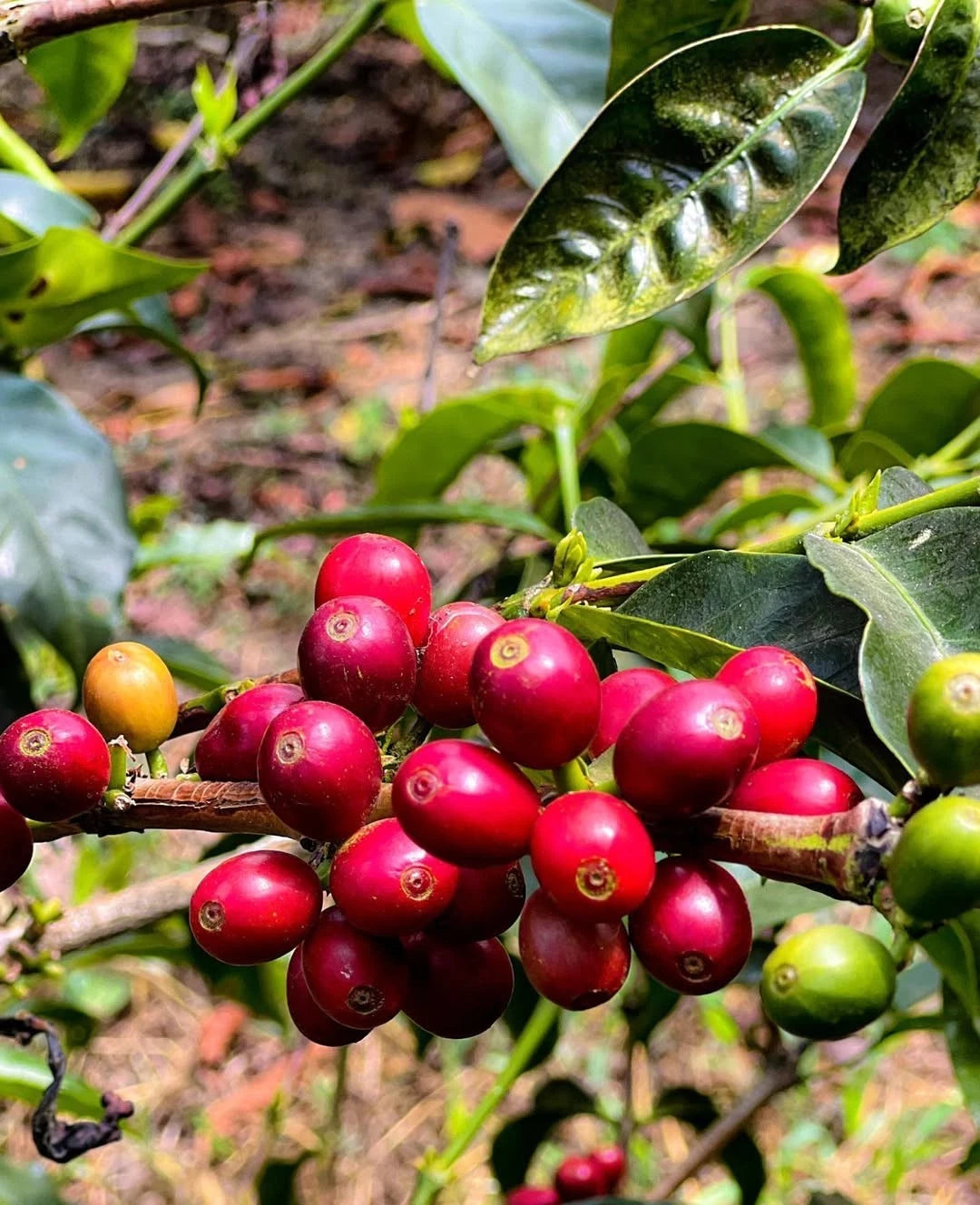 Malabar Coffee Seeds (Coffea arabica var. Malabar / Monsooned Indian Highland Selection) – Premium Gourmet Specialty Coffee Plant Seeds for Planting