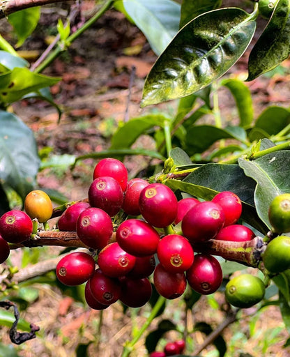 Malabar Coffee Seeds (Coffea arabica var. Malabar / Monsooned Indian Highland Selection) – Premium Gourmet Specialty Coffee Plant Seeds for Planting