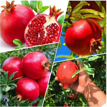 Pomegranate Ganesh Seeds (Punica granatum) – 1000++ Bulk Premium Ganesh Red Seeds