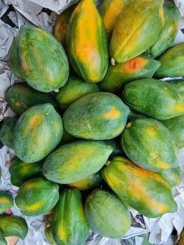 Extra Sweet Bangkok Papaya Seeds (Carica papaya) – High-Yield Tropical Fruit Seeds for Planting