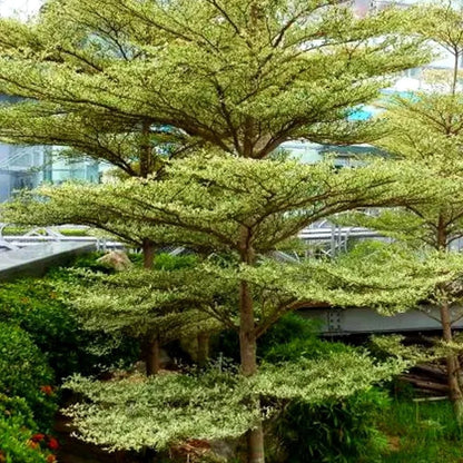 50+ Golden Terminalia Ketapang Kencana Seeds (Terminalia mantaly) - Premium Fast Growing Architectural Shade Tree Seeds