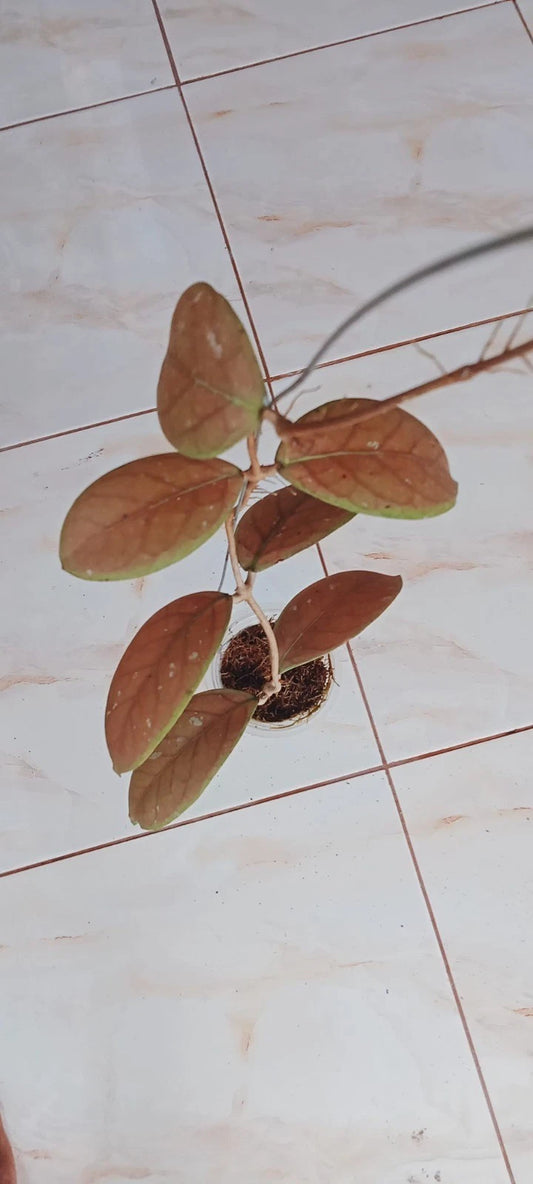 Hoya Talang Ogan Red Leaves Seeds (Rare Tropical Wax Plant Specimen / 15+ Exotic Red-Leaf Asclepiad Vine Seeds) – Premium Botanical Specimen Plant Seeds for Planting