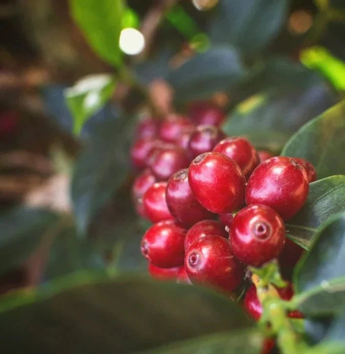 Certified Laurina Coffee Seeds (Coffea sp.) – Rare Low-Caffeine Bourbon Pointu Coffee Bean Seeds for Planting (120+ Pcs)