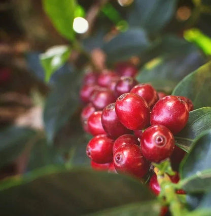 Certified Laurina Coffee Seeds (Coffea sp.) – Rare Low-Caffeine Bourbon Pointu Coffee Bean Seeds for Planting (120+ Pcs)