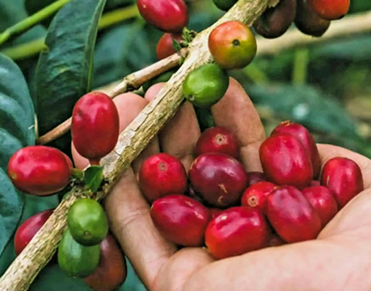 Pacamara Coffee Seeds (120+ Bulk Seeds, Coffea arabica var. Pacamara) – Premium High-Elevation Gourmet Large-Bean Coffee Plant Seeds for Planting