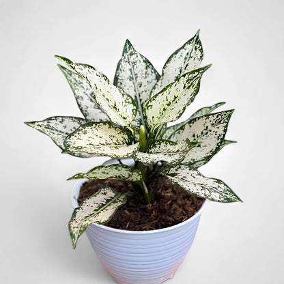 Aglaonema 'Super White' - Elegant & Luminous Foliage
