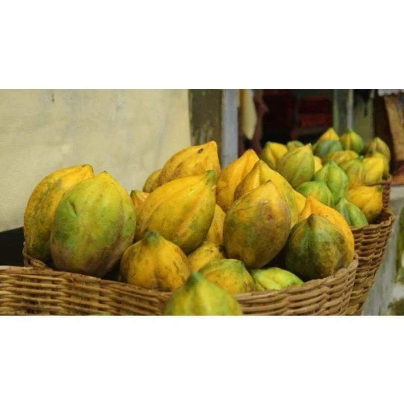 Carica Mountain Papaya Dieng Seeds (Carica pubescens) – 500+ Premium Rare High-Altitude Cold-Hardy Mountain Papaya Seeds