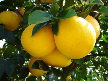 Hime-Kawachi Bankan Orange Seeds (Citrus kawachiensis) – 100 Premium Japanese Citrus Seeds