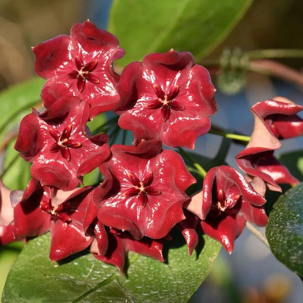 Hoya megalaster 'Ubiyau' (Wax Plant) – Premium Rare Live Tropical Indoor Houseplant in 4" Pot (Large Glossy Foliage & Vibrant Blooms)