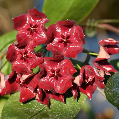 Hoya megalaster 'Ubiyau' (Wax Plant) – Premium Rare Live Tropical Indoor Houseplant in 4" Pot (Large Glossy Foliage & Vibrant Blooms)