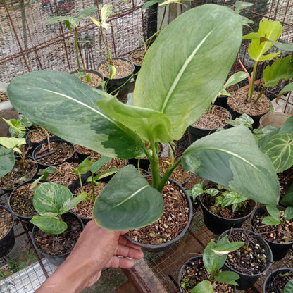 Rare Dieffenbachia Green Magic Variegated - Premium Exotic Tropical Houseplant Unique Foliage Plant