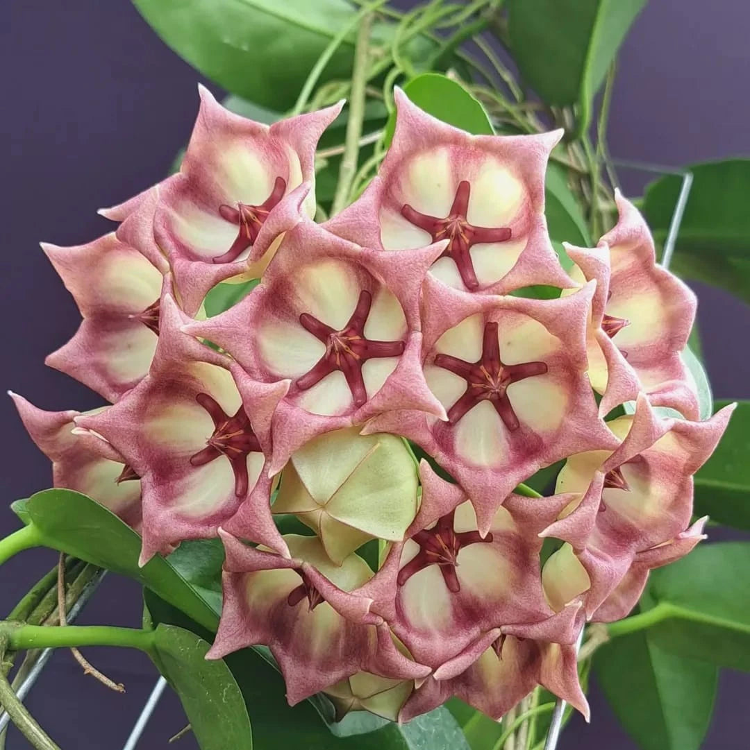 Hoya archboldiana Pink (Papua) – Rare Tropical Wax Vine