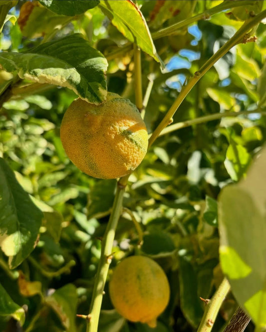 Eureka Lemon Seeds (Citrus limon / 1000+ Premium True Lemon Fruit Tree Seeds) – Premium Botanical Specimen Plant Seeds for Planting