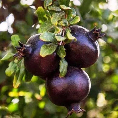 Black Pomegranate Seeds (Punica granatum var. Black Pomegranate) – Rare Dark Ruby Fruit Seeds for Planting (100+ Pcs)