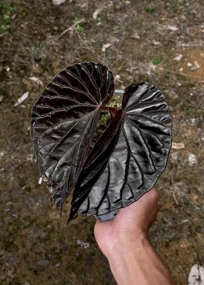 Begonia Black Blood Rare Exotic Tropical Plant | Dark Foliage Indoor Houseplant | Collector Begonia