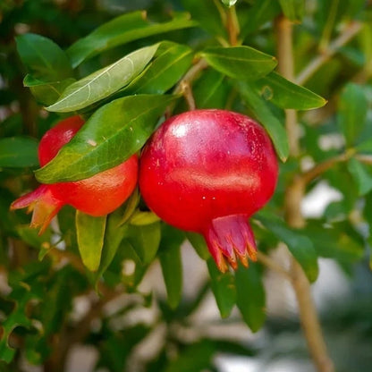 Premium 'Angel Red' Pomegranate Seeds (Punica granatum) – Elite Early-Harvest Commercial Pomegranate Seeds (100 Count)