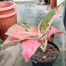 Aglaonema Riris Very Beautiful Leaves Rare Tropical Plant