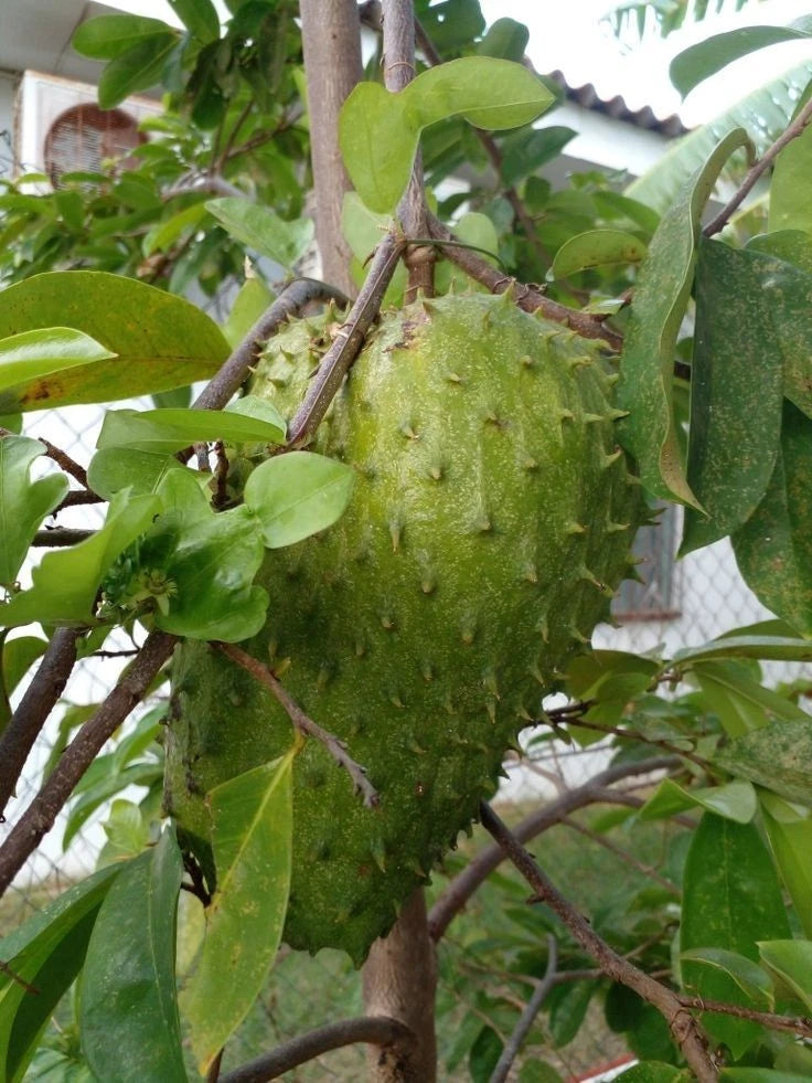 Premium Arusha Variety Soursop Seeds (Annona muricata var. Arusha) – Giant Sweet Tropical Graviola Fruit Tree Seeds for Planting (100+ Pcs)