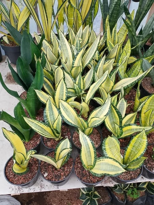 Sansevieria Futura Hendrika Mutation Rare Snake Plant | Variegated Tropical Houseplant | Collector Sansevieria