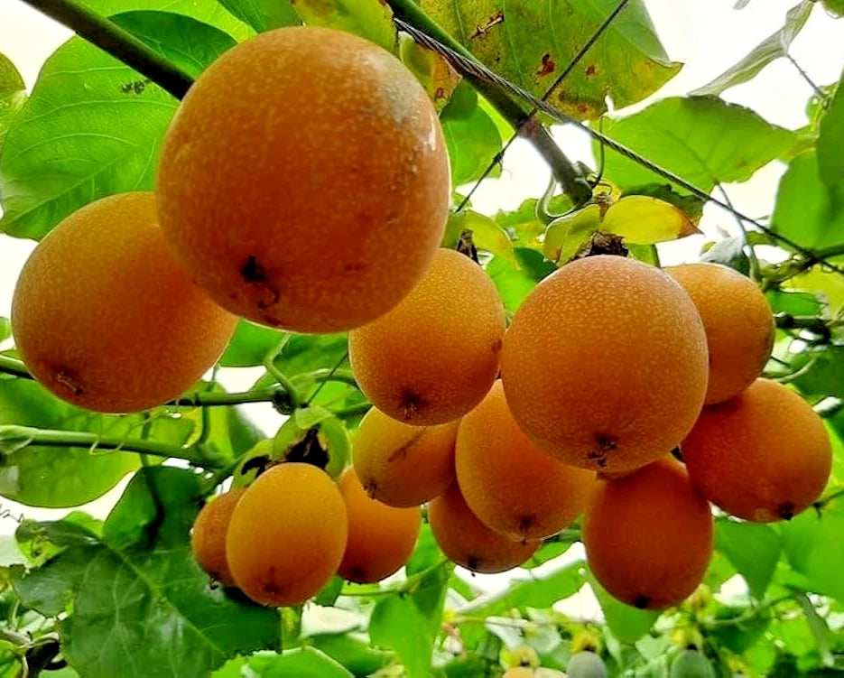 Exotic Passion Fruit Seeds var. Konyal Sweet (Passiflora ligularis) – Premium Sweet Granadilla Vine Seeds for Planting (150+ Pcs)