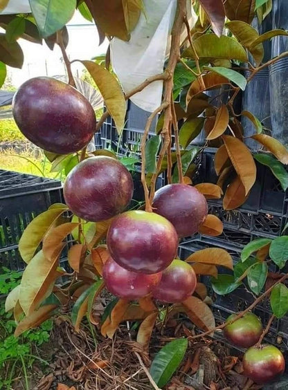 Purple Star Apple Seeds (Chrysophyllum cainito) – 40+ Premium Fresh Exotic Purple Star Apple / Caimito Seeds for Planting