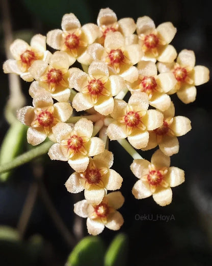 Rare Hoya Pubera Sp. Bengkulu Live Plant - Exotic Tropical Wax Plant