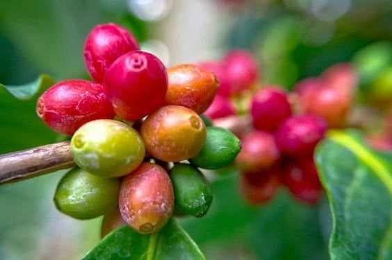 Java Ijen Coffee Seeds (Coffea arabica var. Ijen) – Premium Certified High-Yield Specialty Volcanic Indonesian Gourmet Coffee Bean Seeds for Planting (120 Pcs)