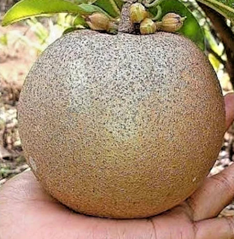 35+ Fresh Giant Sapodilla Seeds (Manilkara zapota var. Jumbo Sapodilla) – Premium Sweet Tropical Fruit Tree Seeds for Planting