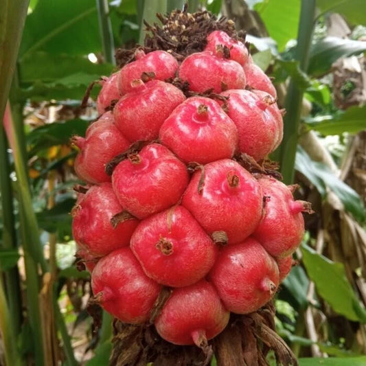 100++ Pink Torch Ginger Seeds (Etlingera elatior var. Rosea / Porcelain Rose / Red Ginger Lily) – Premium Exotic Flower & Ornamental Garden Seeds for Planting