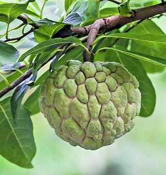 Viridis Sugar Apple Seeds 100+ pcs (Annona squamosa) var. Custard Apple – Premium Certified Sweet Exotic Tropical Fruit Tree Plant Seeds for Planting