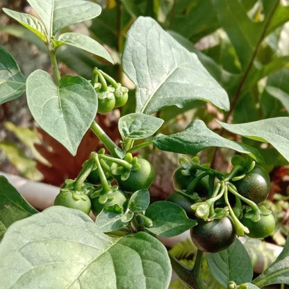 1000+ Black Nightshade Berry Seeds (Solanum nigrum) – Certified Leunca Eggplant & Solanaceae Fruit Crop Seeds for Planting