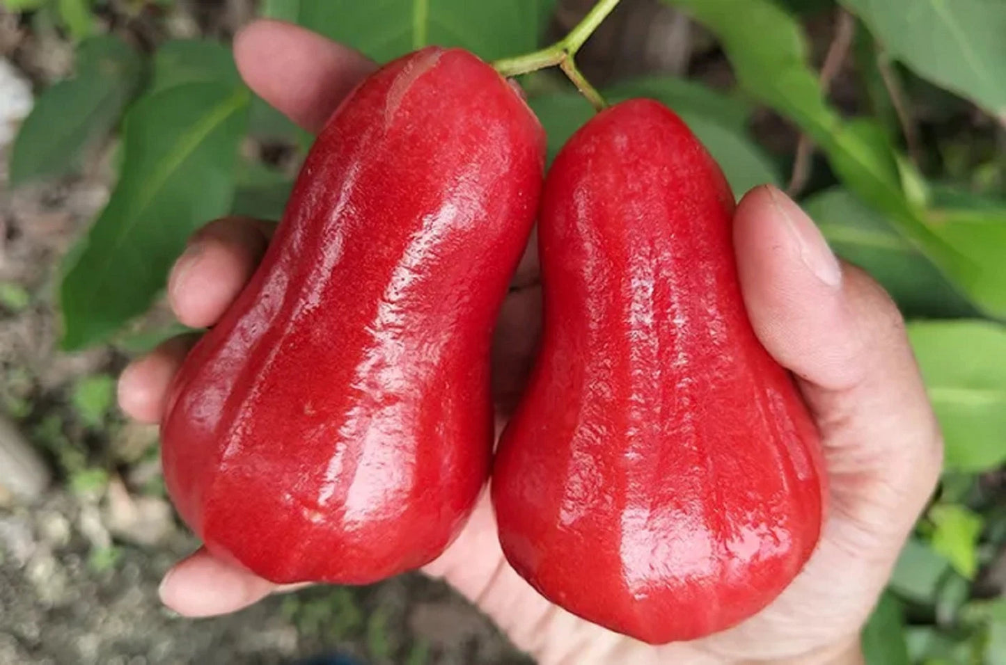Grafted 'Citra' Water Apple (Jambu Air) – Premium Tropical Fruit Tree