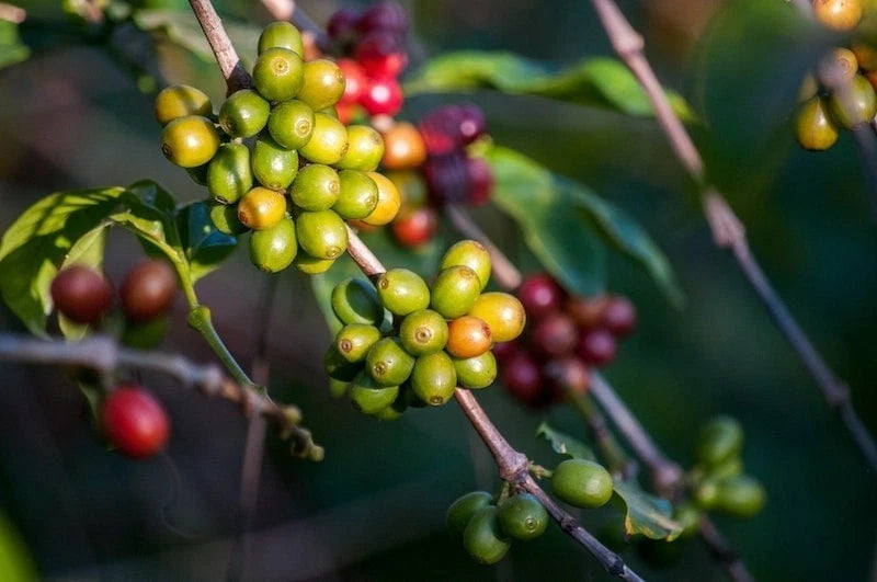 Mundo Maya Coffee Seeds (Coffea arabica var. Mundo Maya) – Premium Certified High-Performance Specialty Gourmet Coffee Bean Seeds for Planting (120 Pcs)