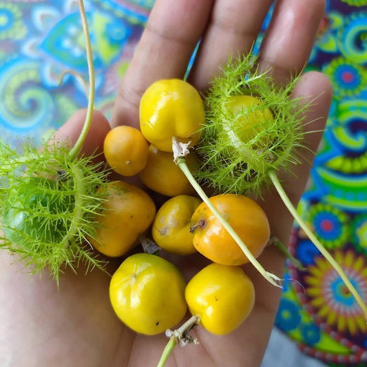 Wild Passion Fruit Seeds (150+ Bulk Seeds, Passiflora foetida) – Rare Exotic Tropical Stinking Passionflower Vine Seeds for Planting