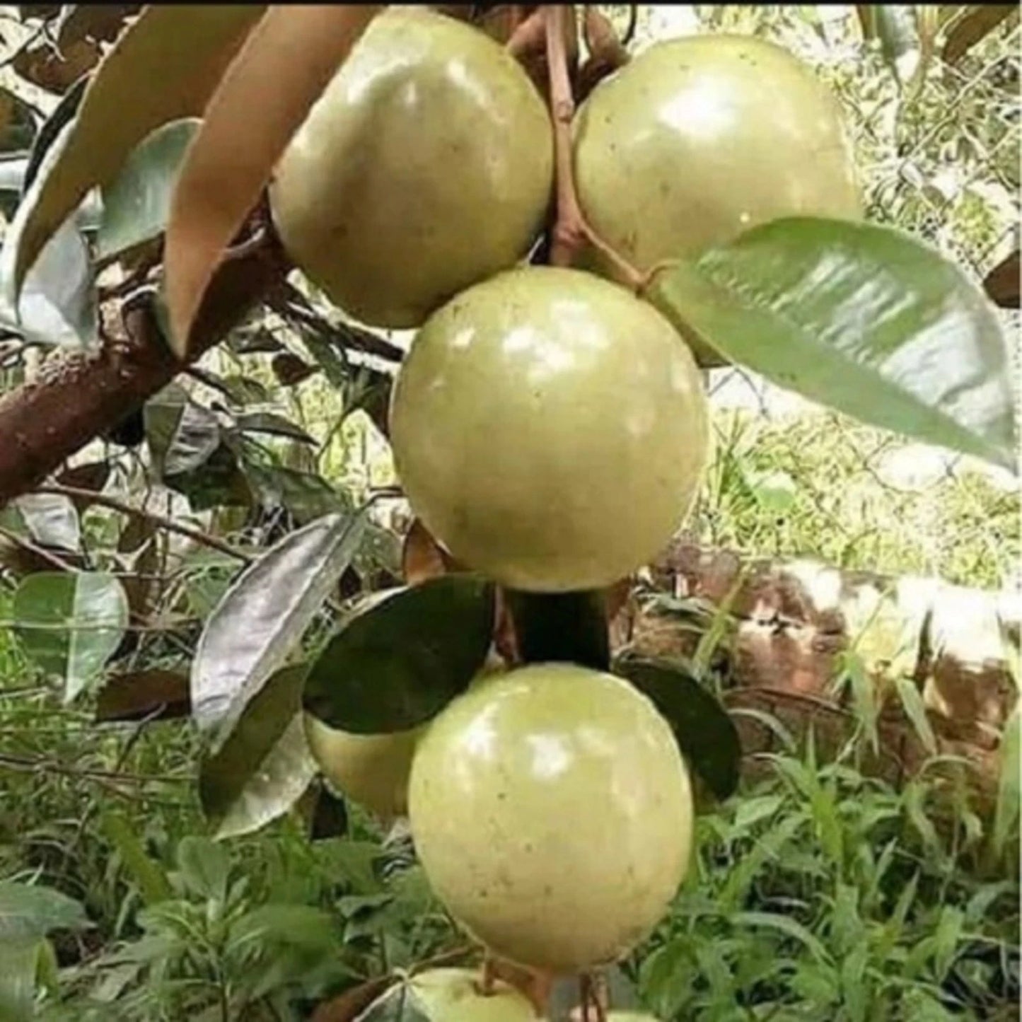 Grafted Variegated Kenitu (Chrysophyllum cainito) Seedling – Rare Tropical Star Apple Tree